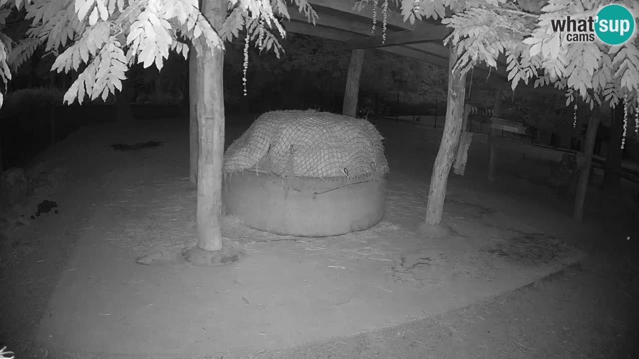 Web kamera uživo Zebras u ZOO Ljubljana – Slovenija