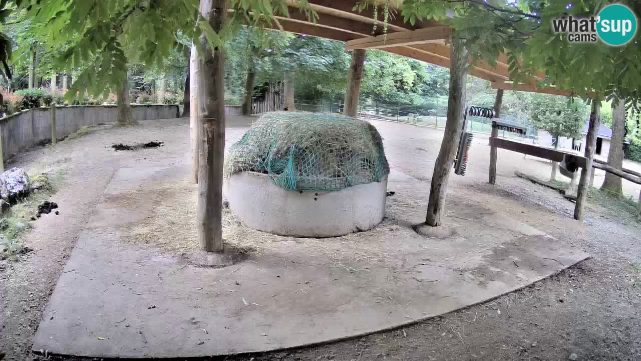 Le Zebre nello ZOO di Ljubljana – Slovenia Live webcam