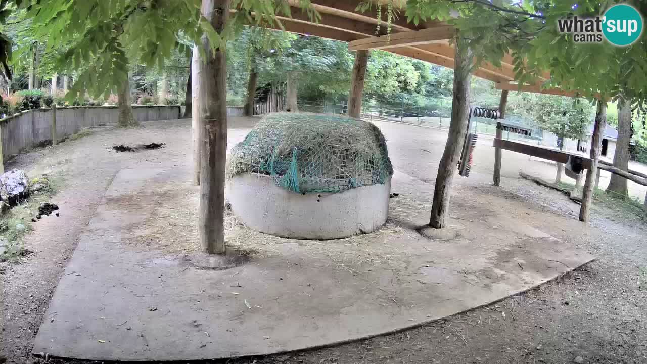 Web kamera uživo Zebras u ZOO Ljubljana – Slovenija
