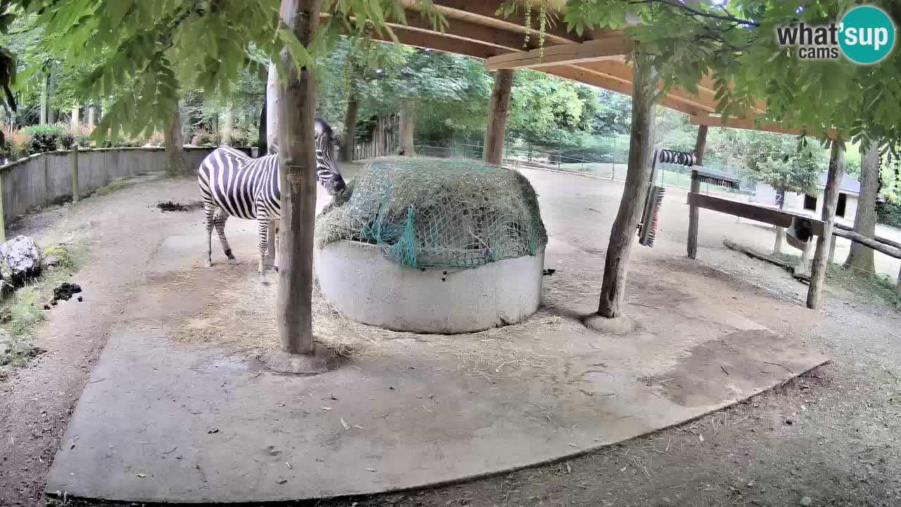 Live webcam Les zèbres in Ljubljana ZOO – Slovénie