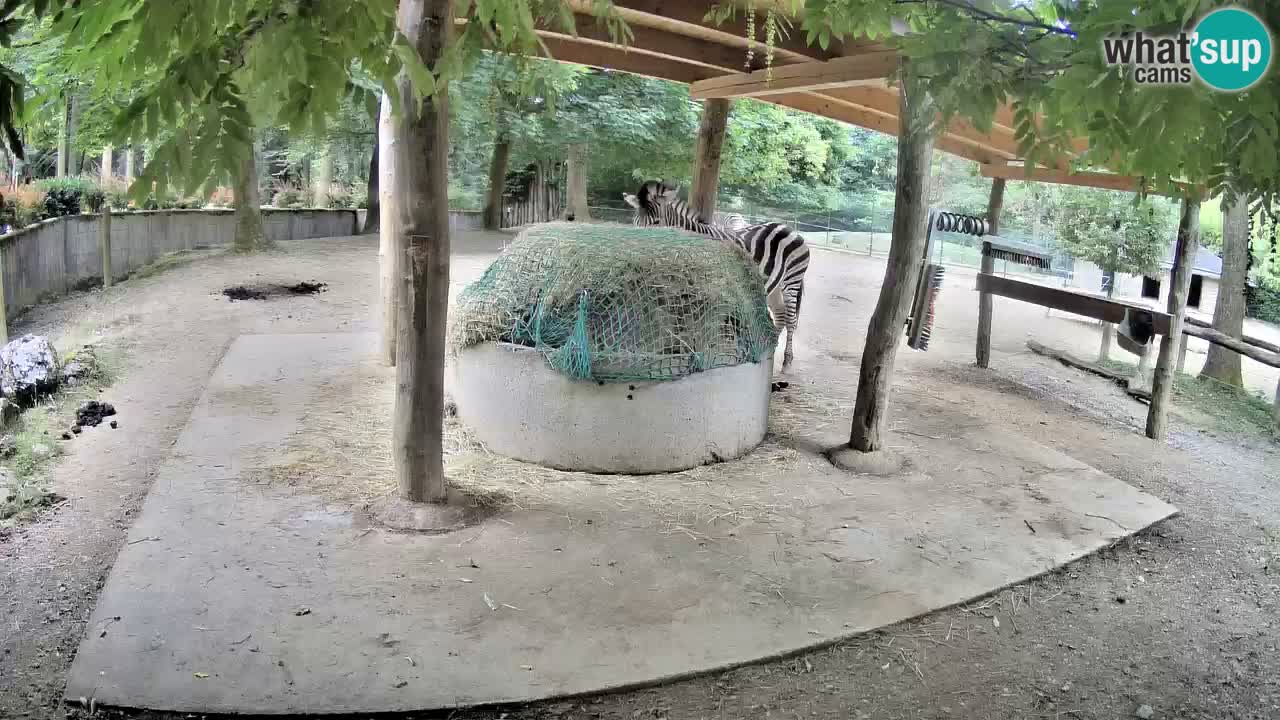 Live webcam Zebras in Ljubljana ZOO – Slovenia