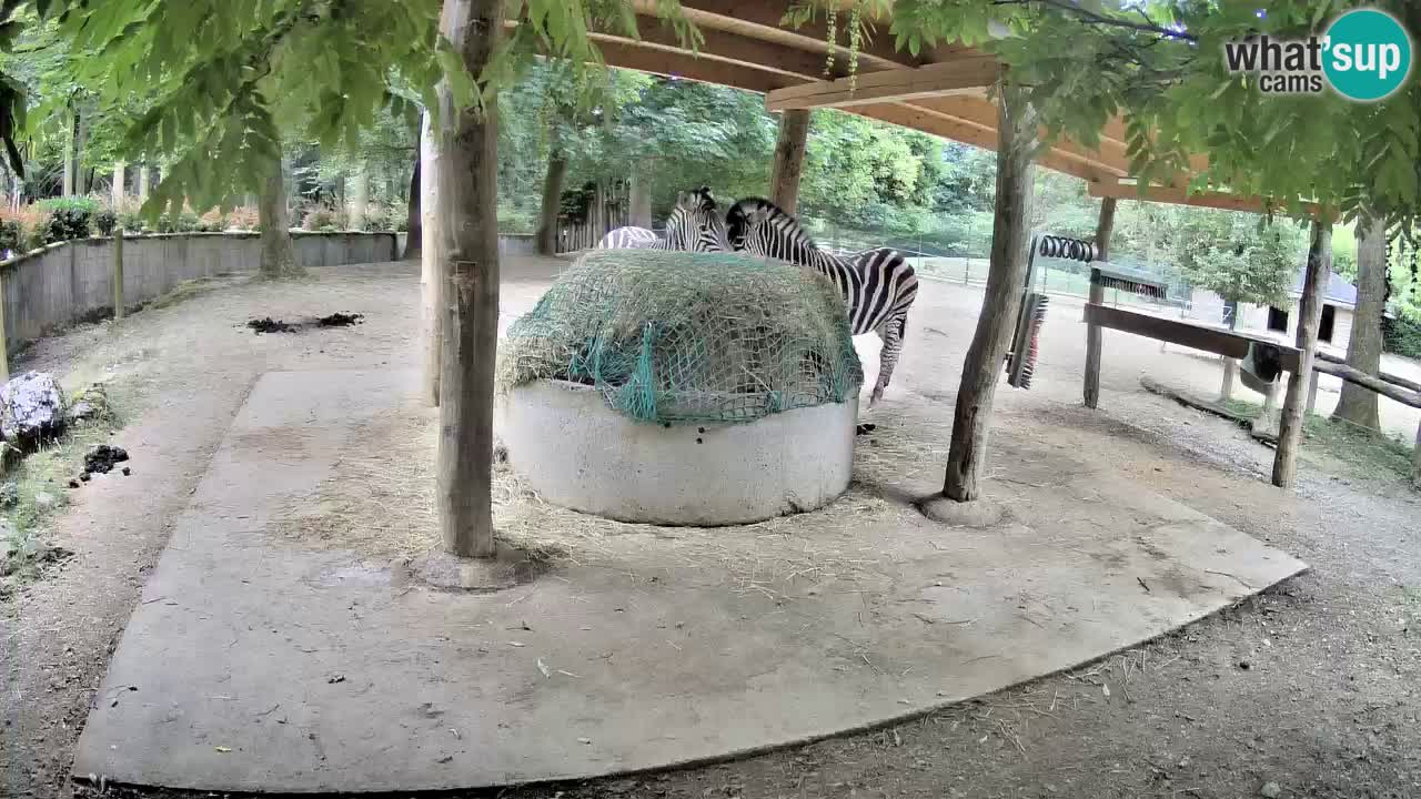 Le Zebre nello ZOO di Ljubljana – Slovenia Live webcam