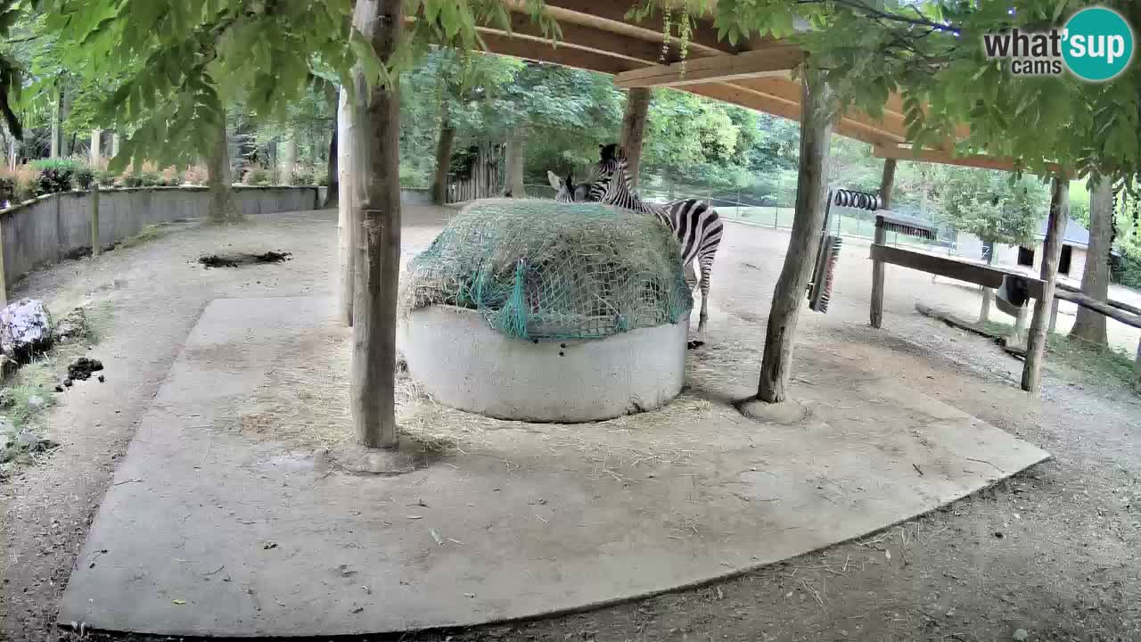 Le Zebre nello ZOO di Ljubljana – Slovenia Live webcam