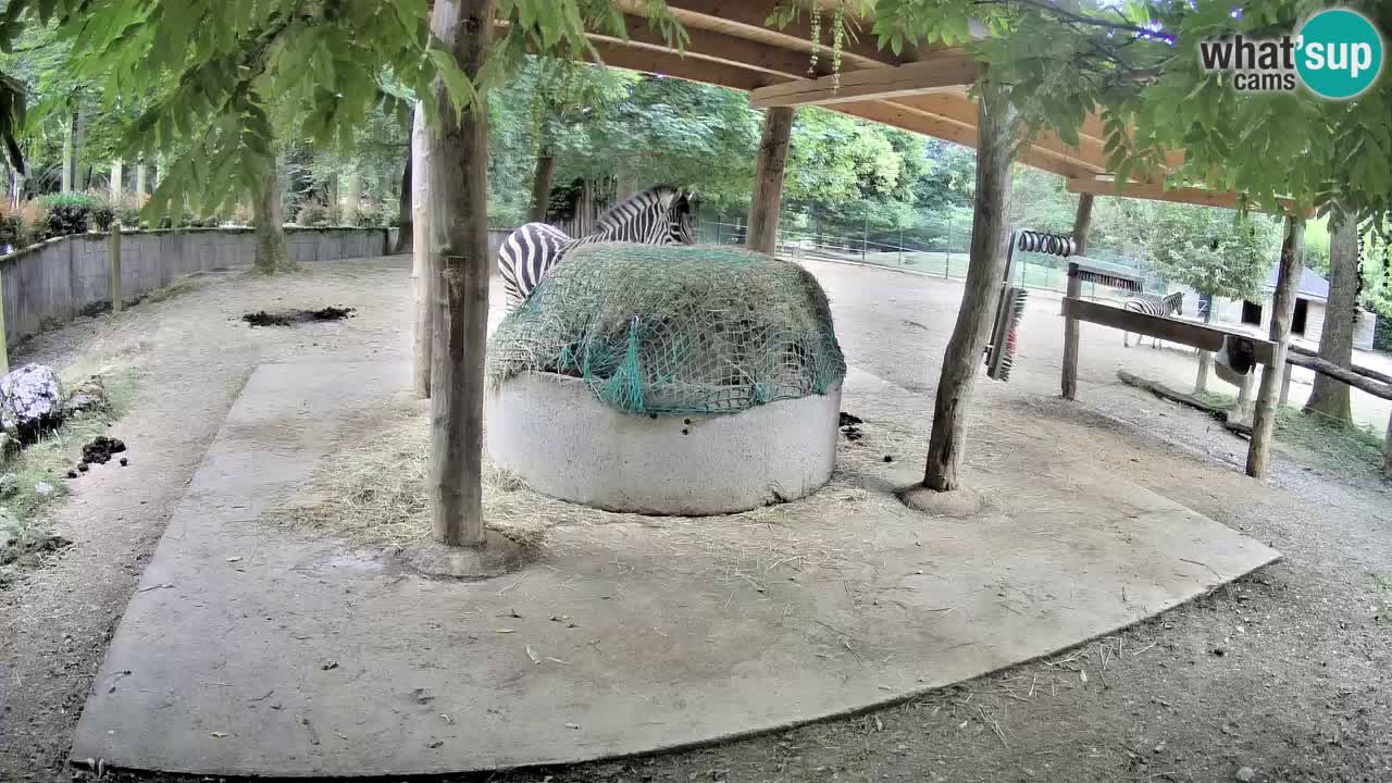 Camera en vivo Cebras in Ljubljana ZOO – Eslovenia