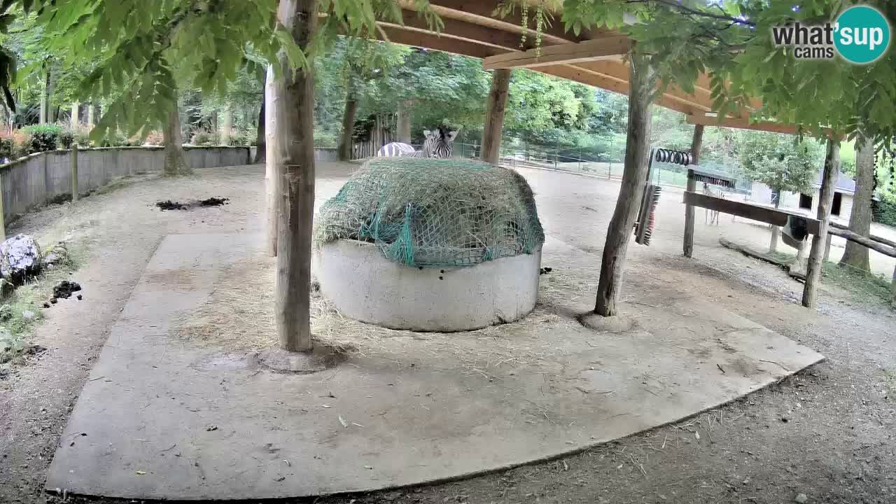 Web kamera uživo Zebras u ZOO Ljubljana – Slovenija