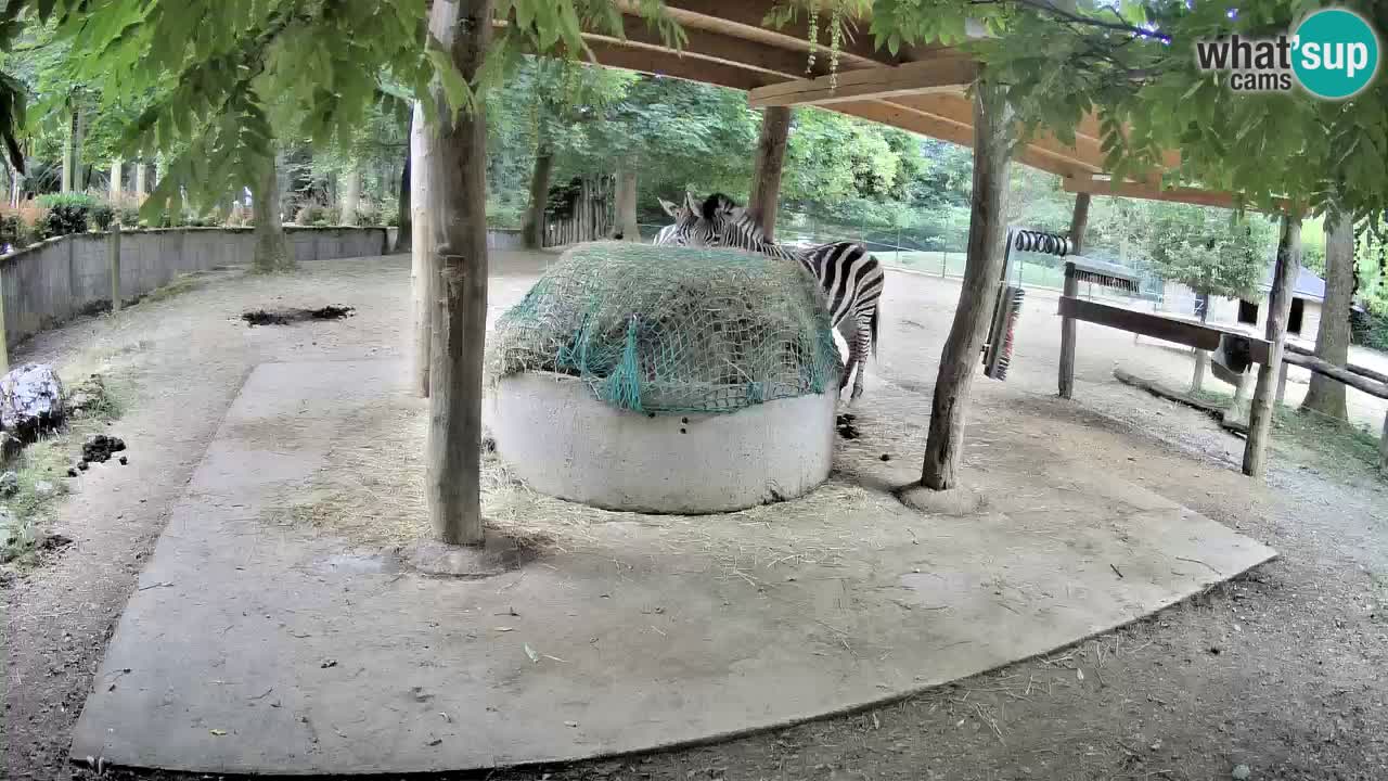 Web kamera uživo Zebras u ZOO Ljubljana – Slovenija