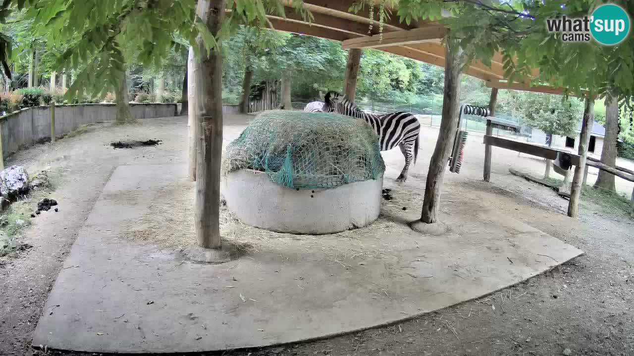 Live Webcam Zebras in Ljubljana ZOO – Slowenien
