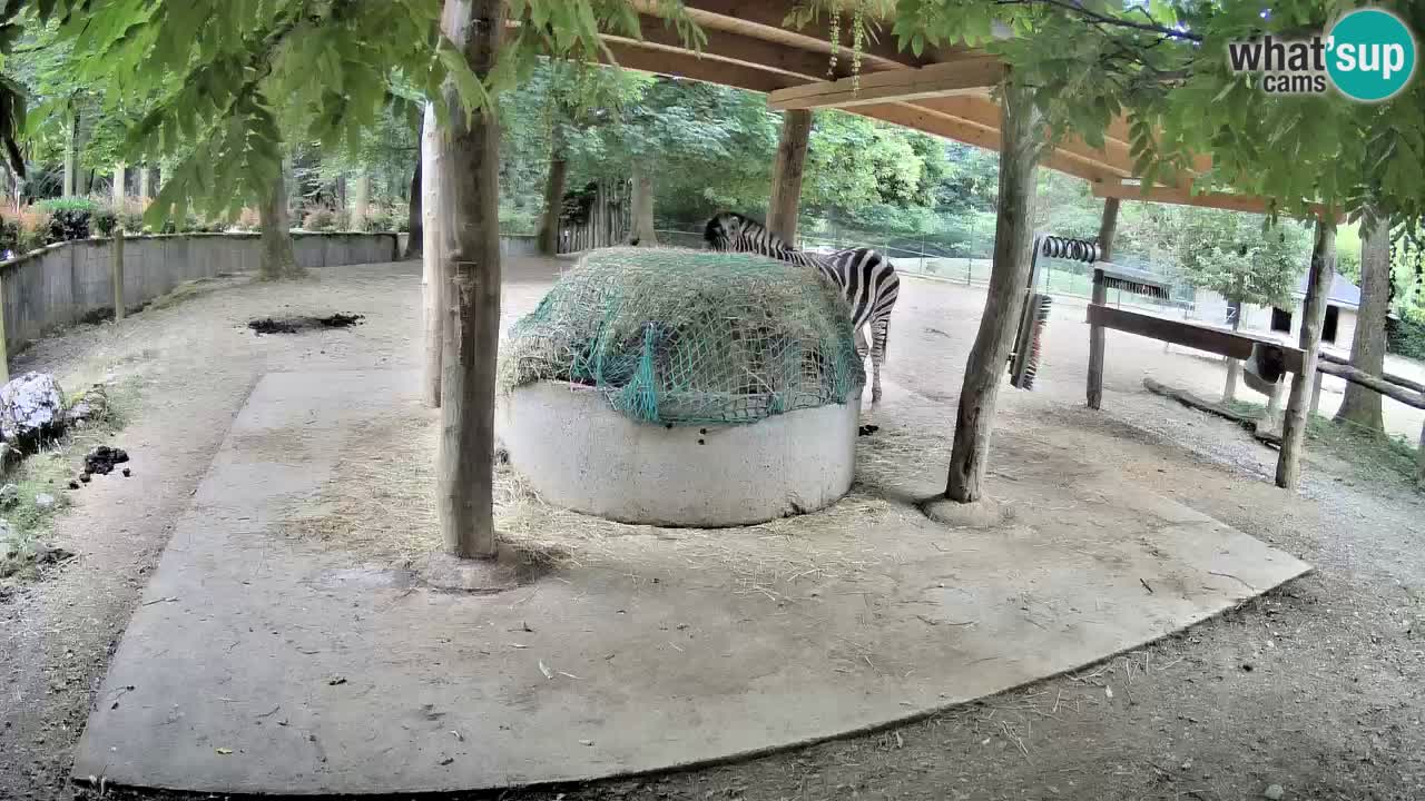 Live webcam Les zèbres in Ljubljana ZOO – Slovénie
