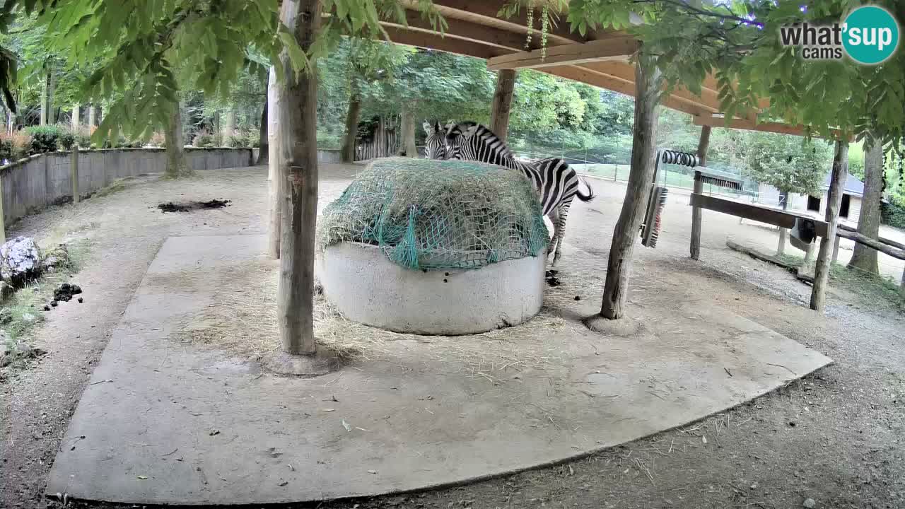Le Zebre nello ZOO di Ljubljana – Slovenia Live webcam