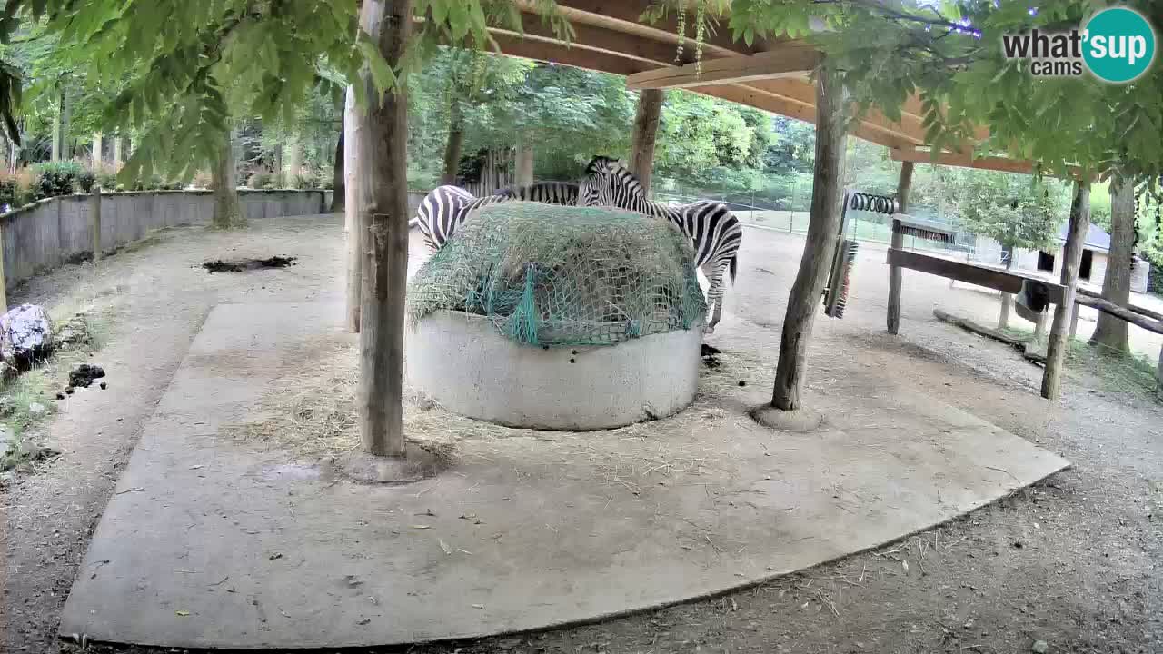 Live webcam Zebras in Ljubljana ZOO – Slovenia
