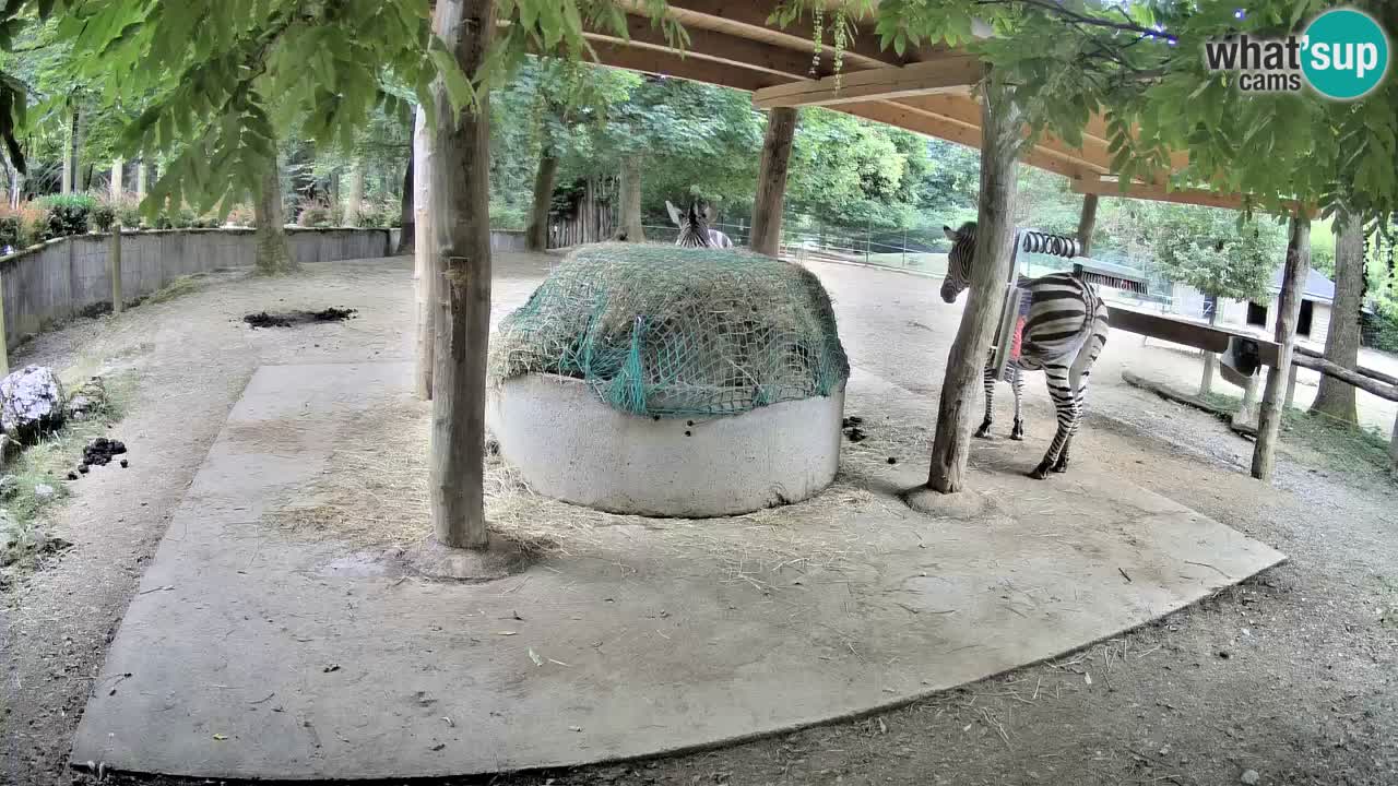 Zebre v živo v živalskem vrtu Ljubljana ZOO spletne kamere