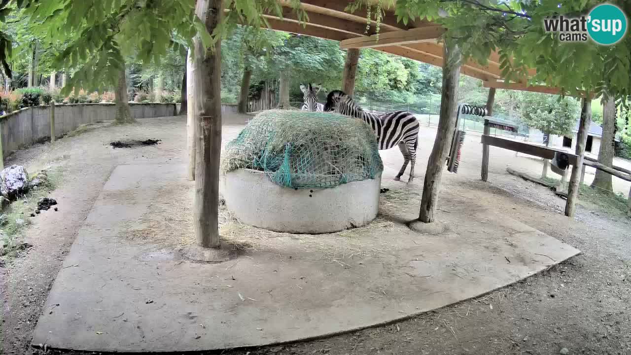 Camera en vivo Cebras in Ljubljana ZOO – Eslovenia