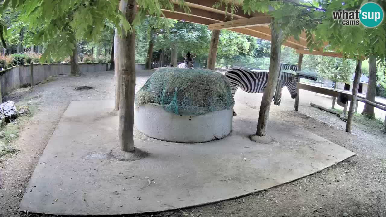 Live webcam Zebras in Ljubljana ZOO – Slovenia