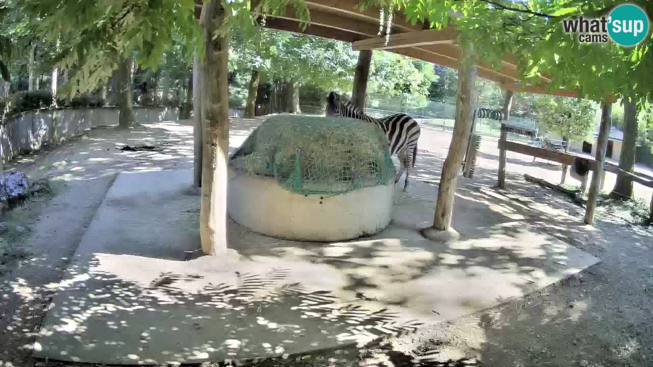 Le Zebre nello ZOO di Ljubljana – Slovenia Live webcam
