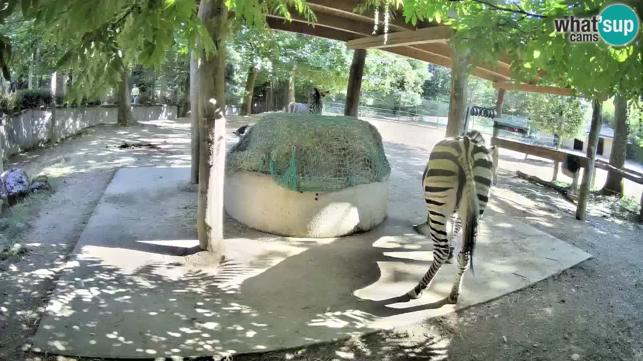 Zebre v živo v živalskem vrtu Ljubljana ZOO spletne kamere