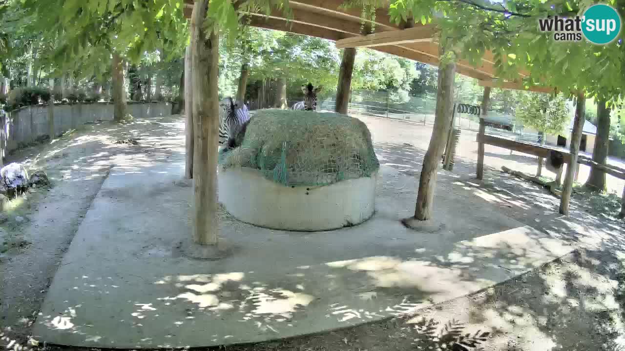 Web kamera uživo Zebras u ZOO Ljubljana – Slovenija