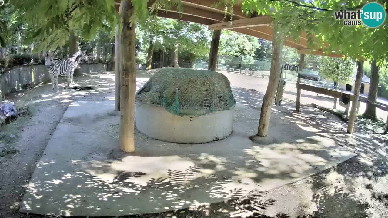 Live webcam Zebras in Ljubljana ZOO – Slovenia
