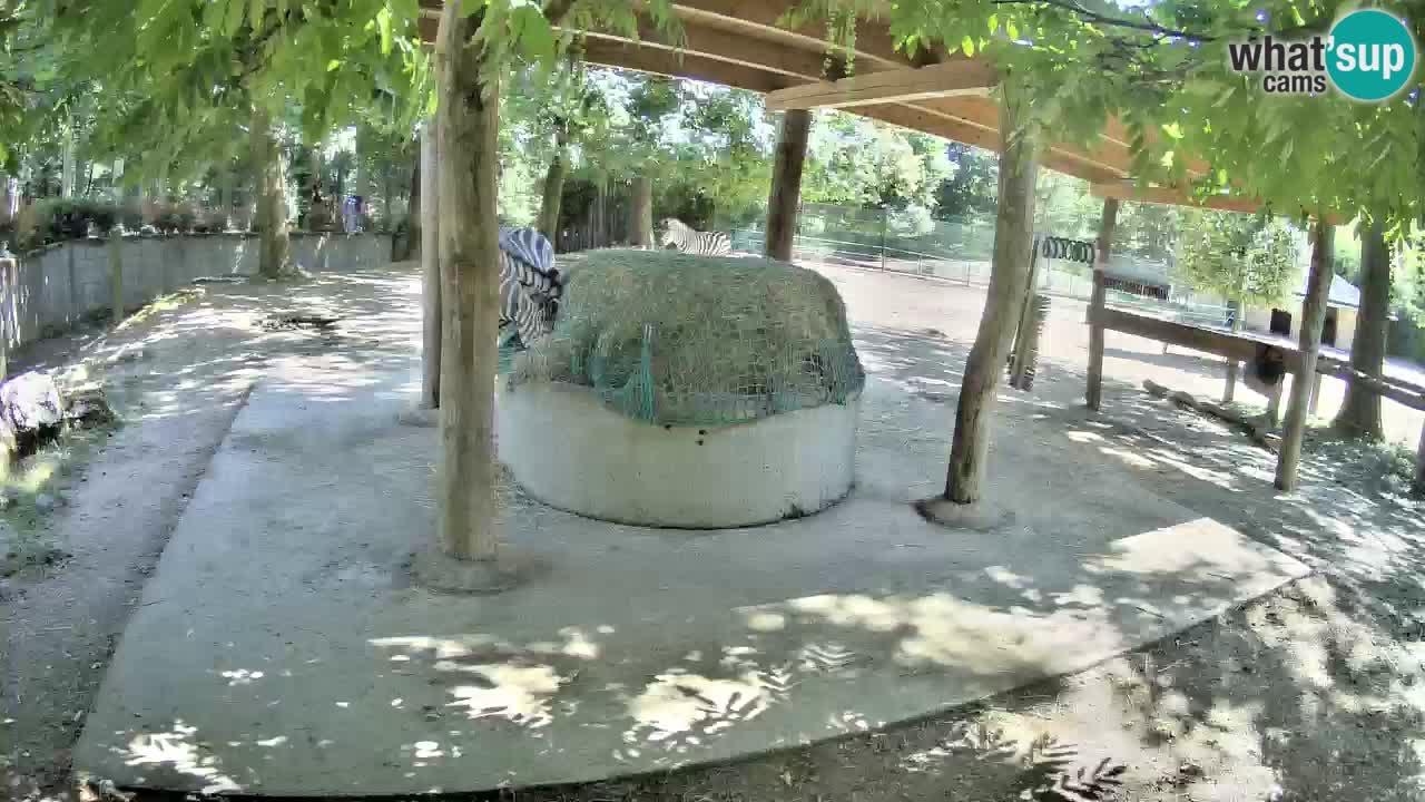 Live webcam Les zèbres in Ljubljana ZOO – Slovénie