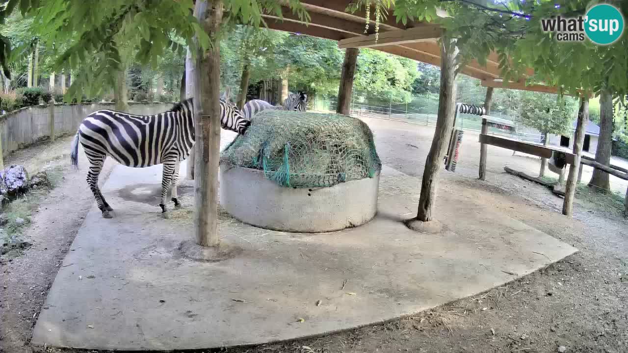 Le Zebre nello ZOO di Ljubljana – Slovenia Live webcam