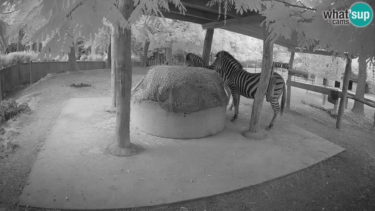 Le Zebre nello ZOO di Ljubljana – Slovenia Live webcam