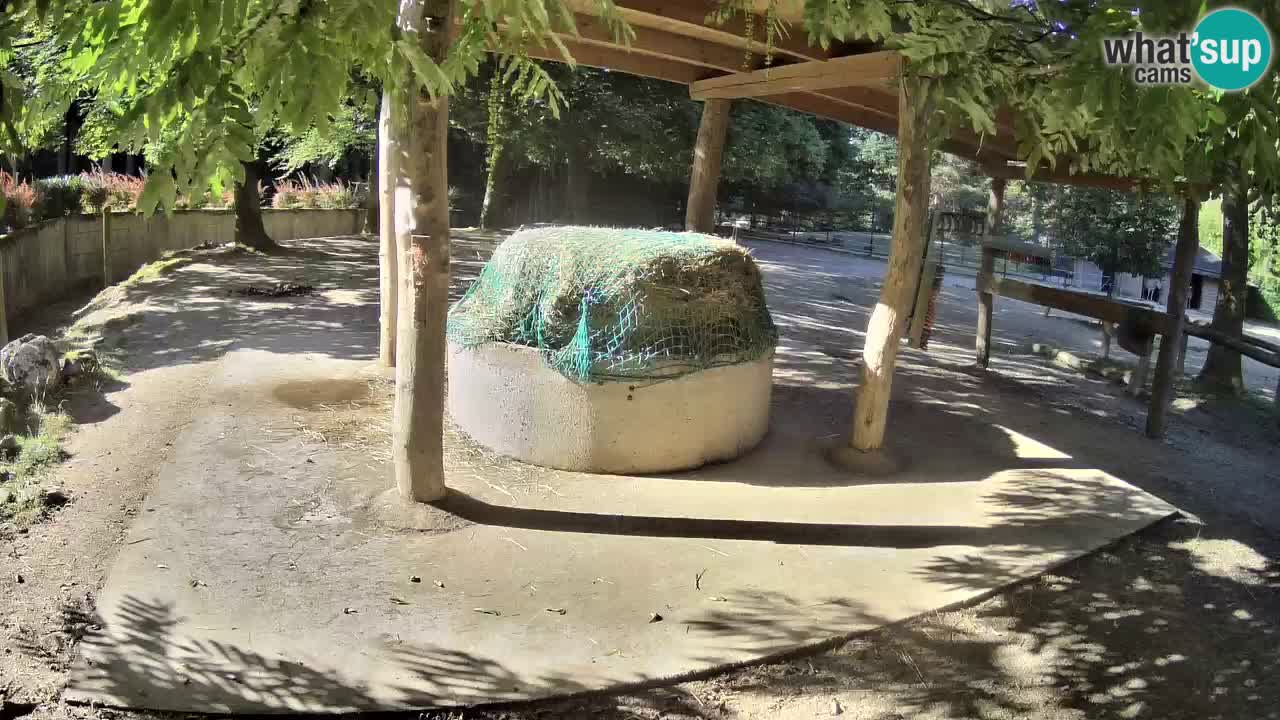 Live Webcam Zebras in Ljubljana ZOO – Slowenien