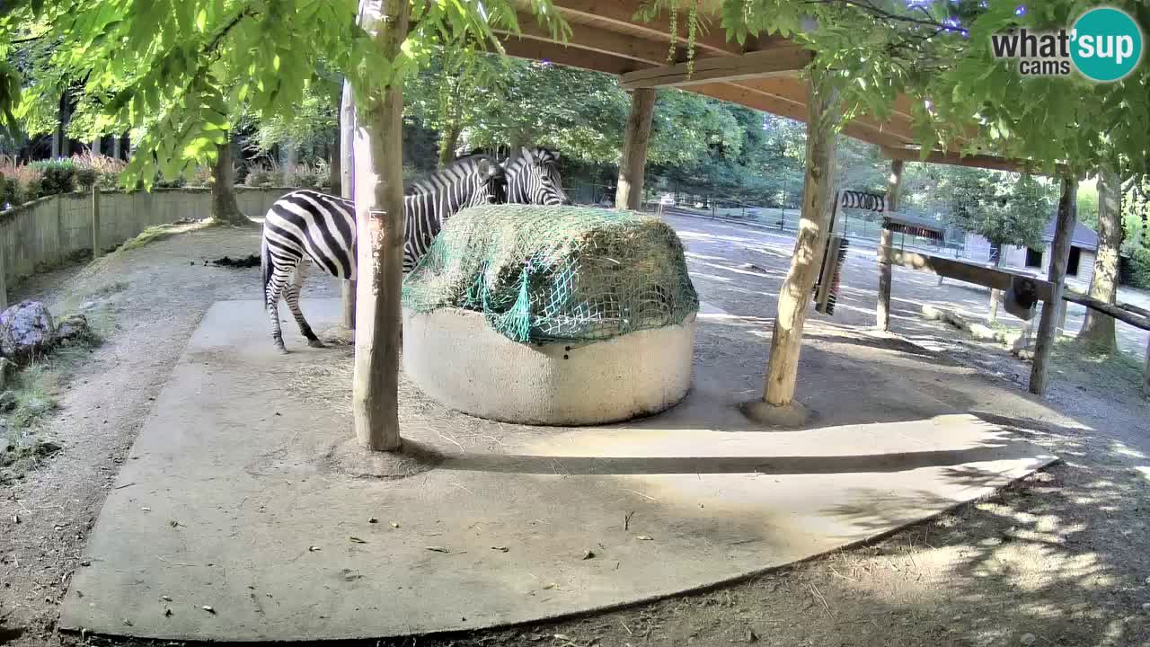 Live webcam Les zèbres in Ljubljana ZOO – Slovénie