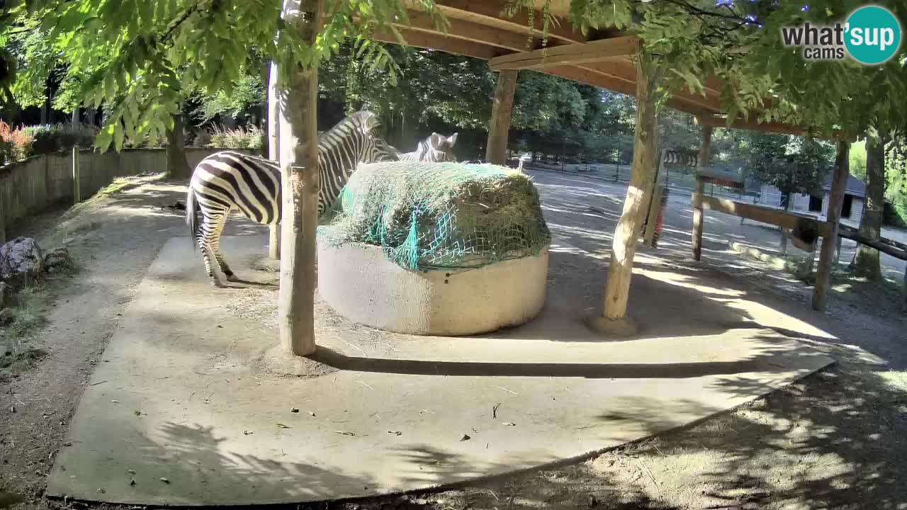 Live Webcam Zebras in Ljubljana ZOO – Slowenien