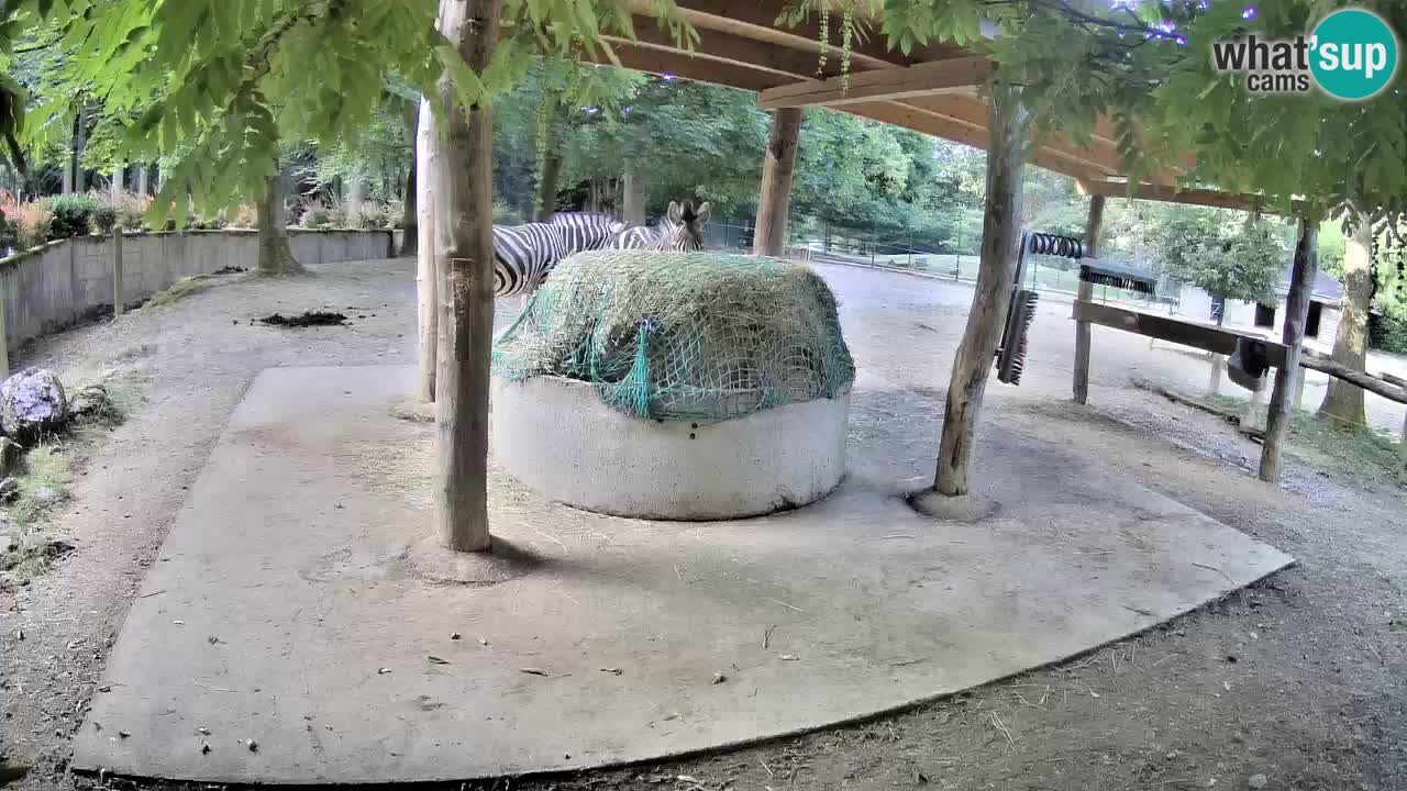 Web kamera uživo Zebras u ZOO Ljubljana – Slovenija