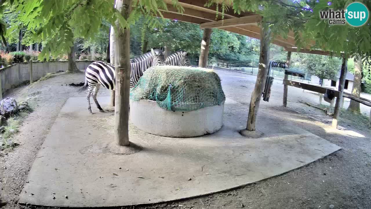 Camera en vivo Cebras in Ljubljana ZOO – Eslovenia