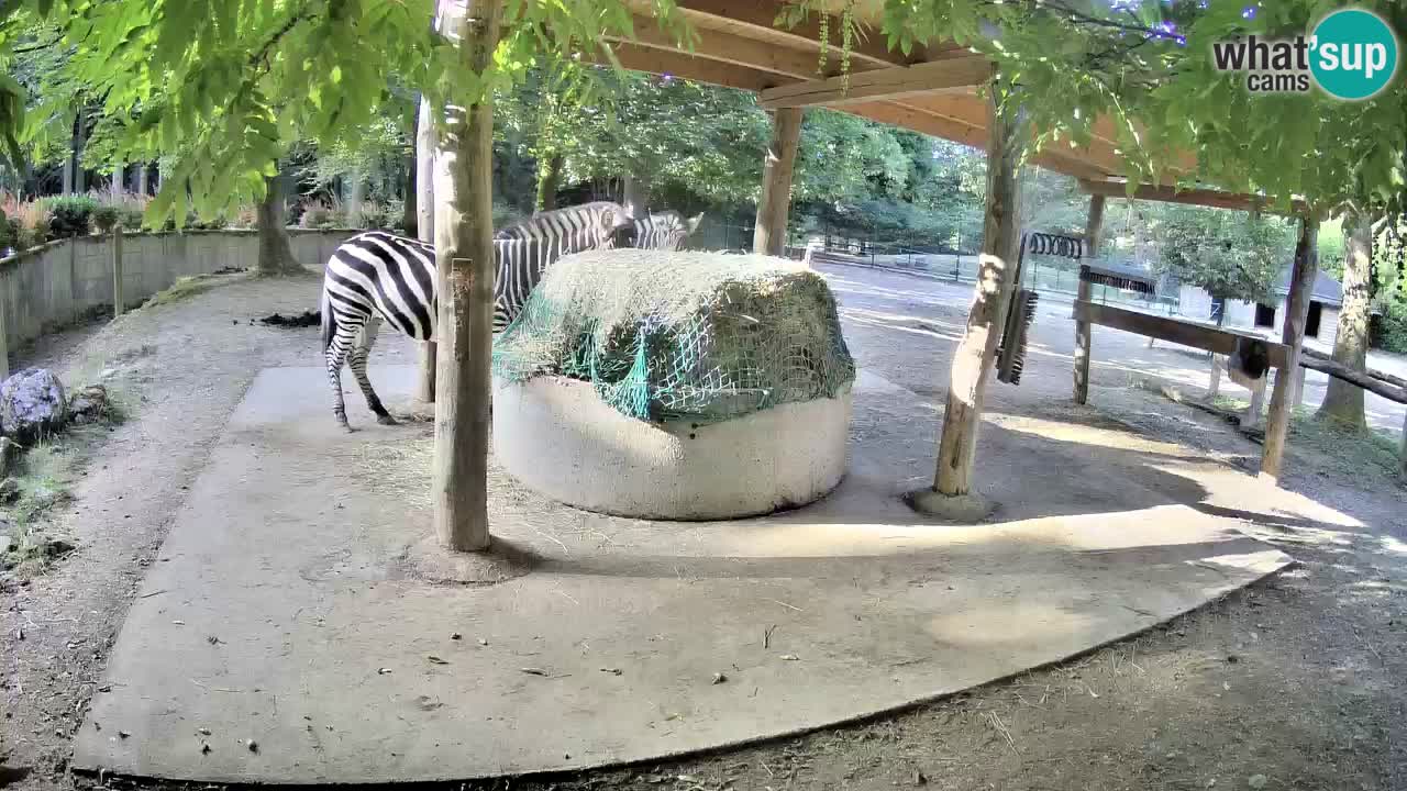 Zebre v živo v živalskem vrtu Ljubljana ZOO spletne kamere
