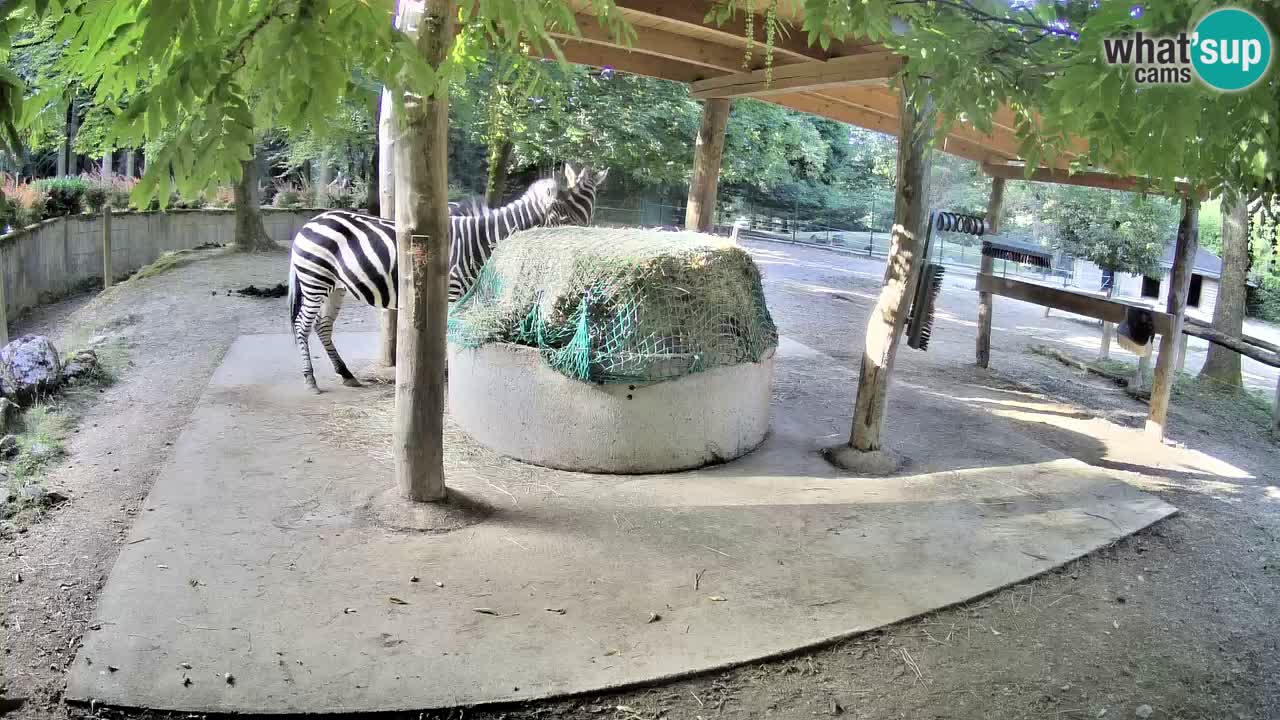 Zebre v živo v živalskem vrtu Ljubljana ZOO spletne kamere