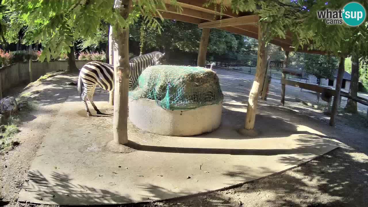 Le Zebre nello ZOO di Ljubljana – Slovenia Live webcam