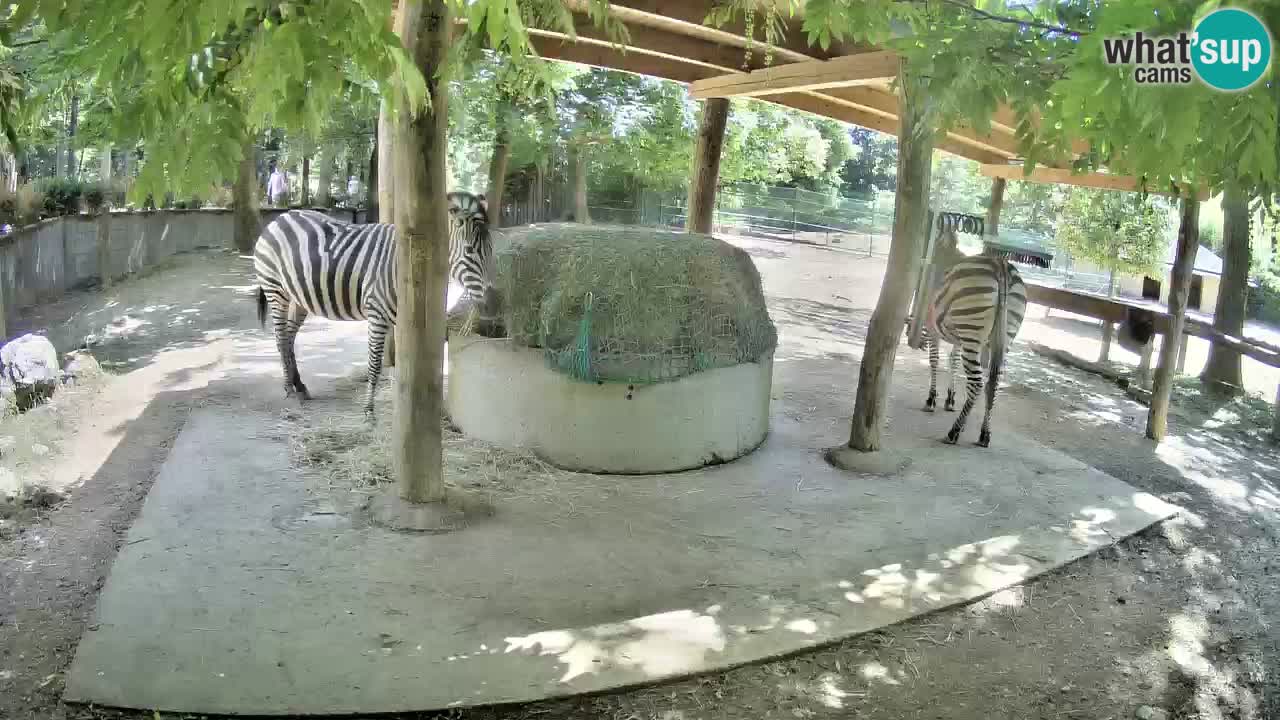 Live webcam Zebras in Ljubljana ZOO – Slovenia