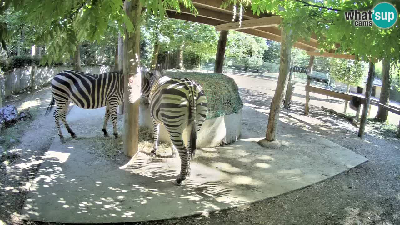 Live webcam Zebras in Ljubljana ZOO – Slovenia