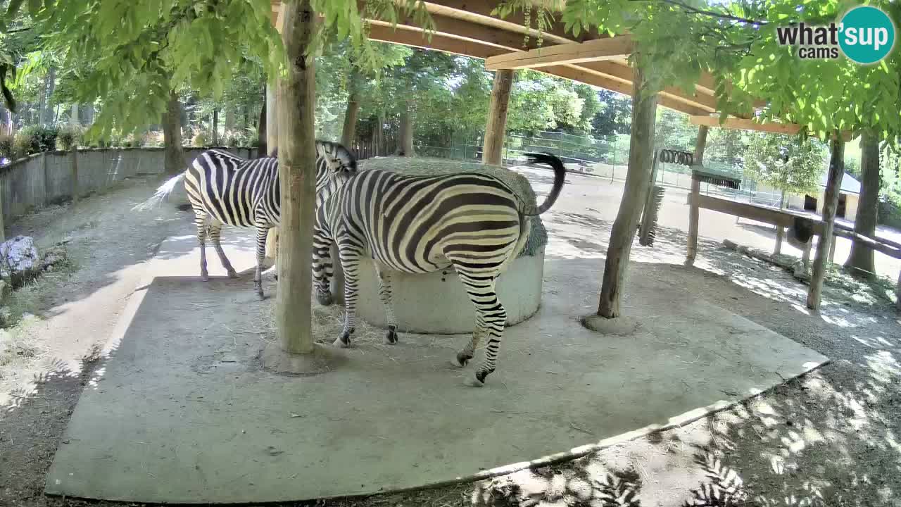 Web kamera uživo Zebras u ZOO Ljubljana – Slovenija