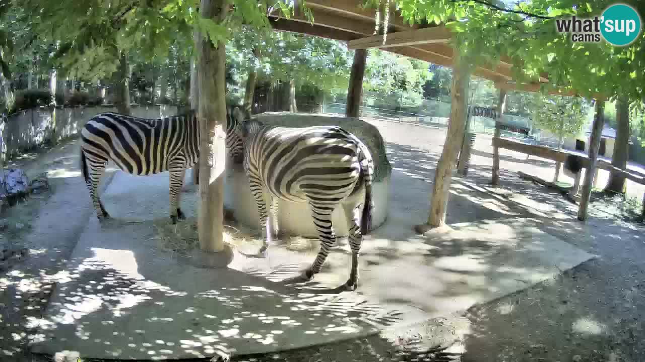Live webcam Zebras in Ljubljana ZOO – Slovenia