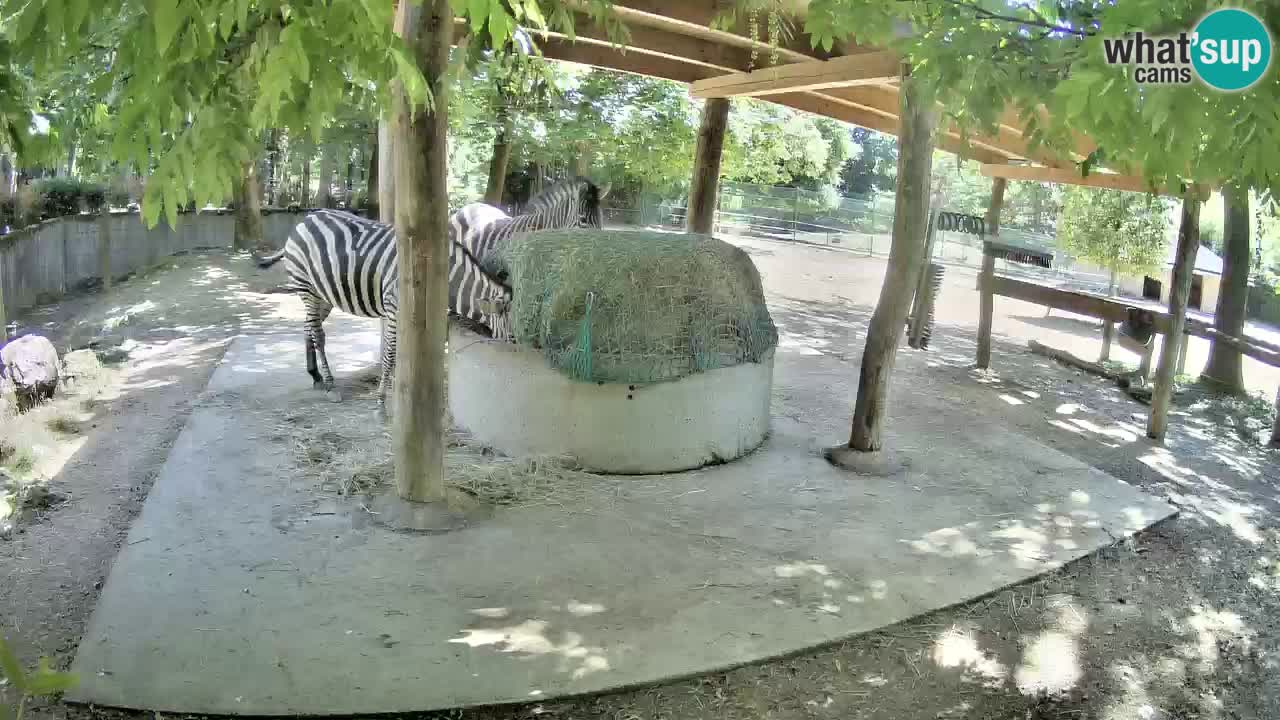 Web kamera uživo Zebras u ZOO Ljubljana – Slovenija