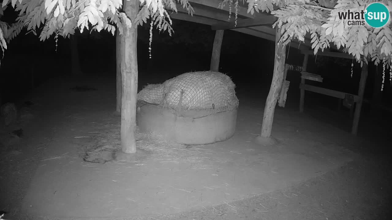 Web kamera uživo Zebras u ZOO Ljubljana – Slovenija