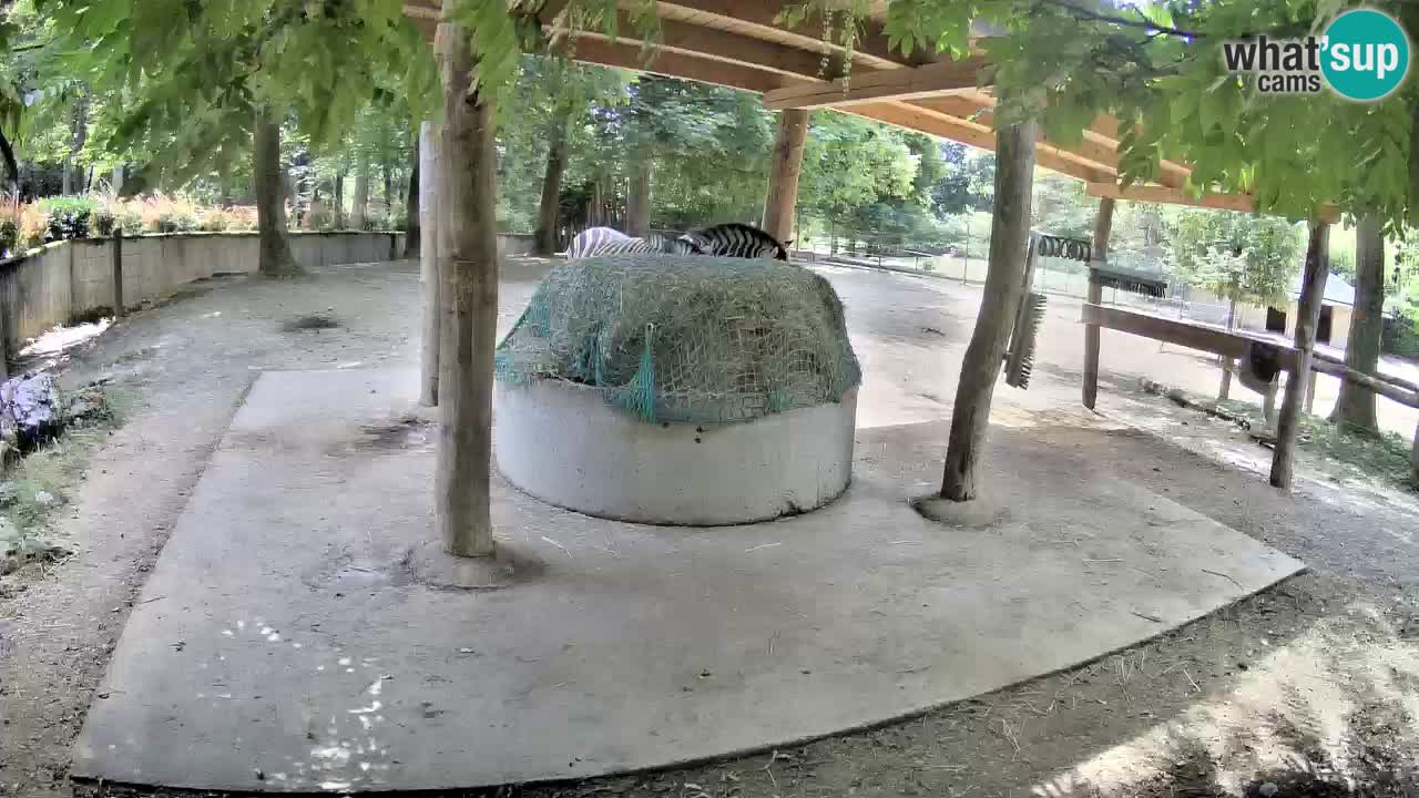 Camera en vivo Cebras in Ljubljana ZOO – Eslovenia
