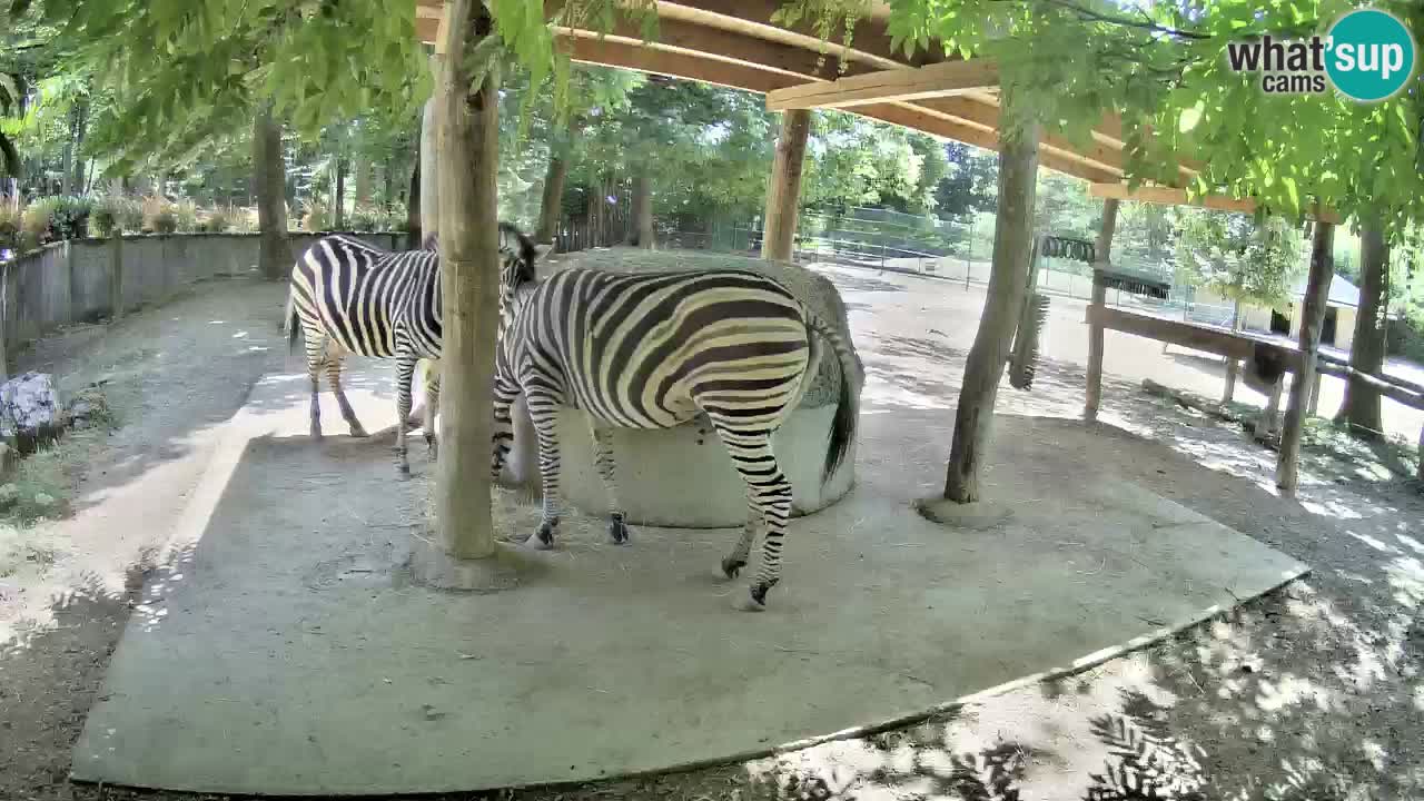 Le Zebre nello ZOO di Ljubljana – Slovenia Live webcam