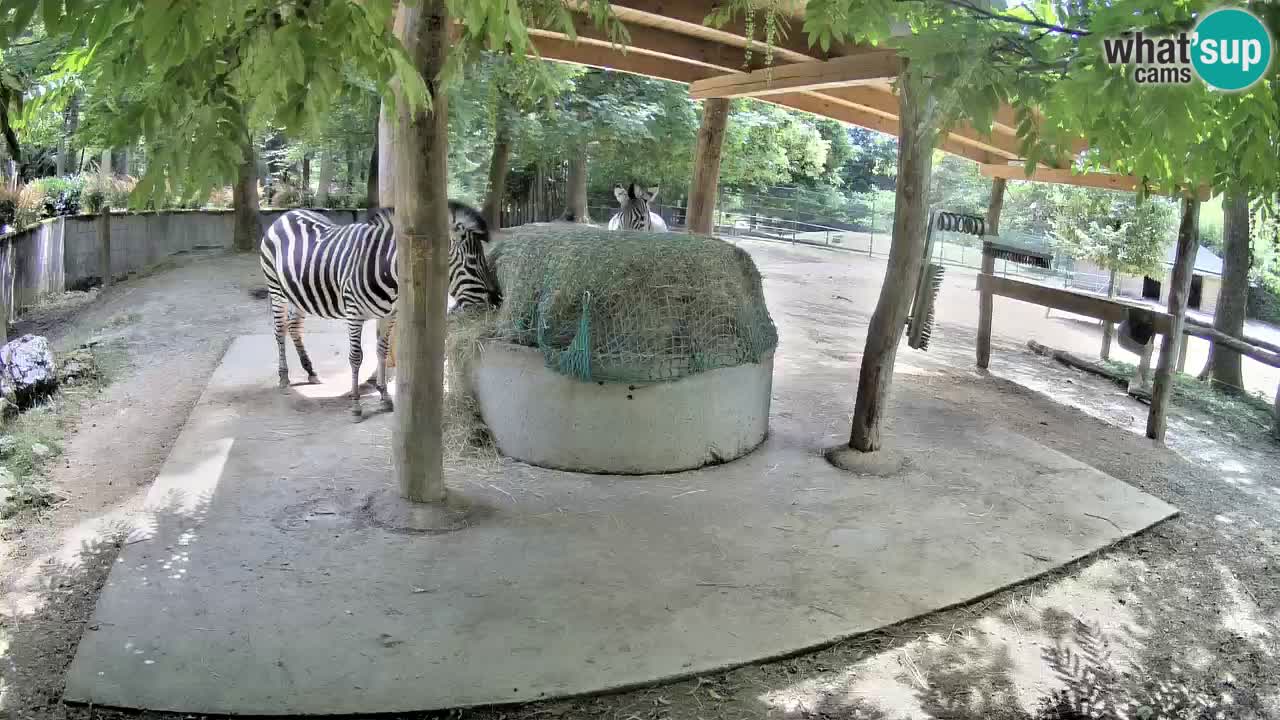 Camera en vivo Cebras in Ljubljana ZOO – Eslovenia