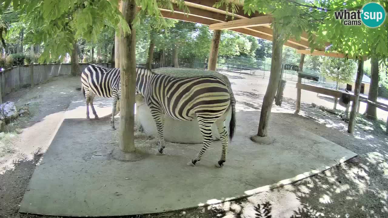 Live Webcam Zebras in Ljubljana ZOO – Slowenien