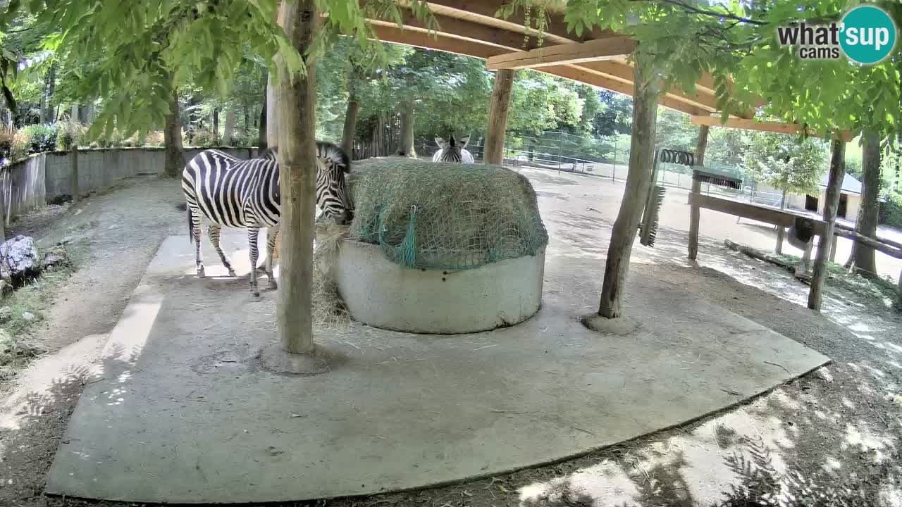 Live Webcam Zebras in Ljubljana ZOO – Slowenien