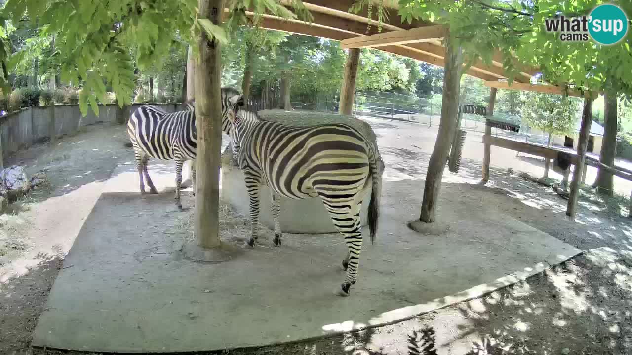 Live webcam Zebras in Ljubljana ZOO – Slovenia