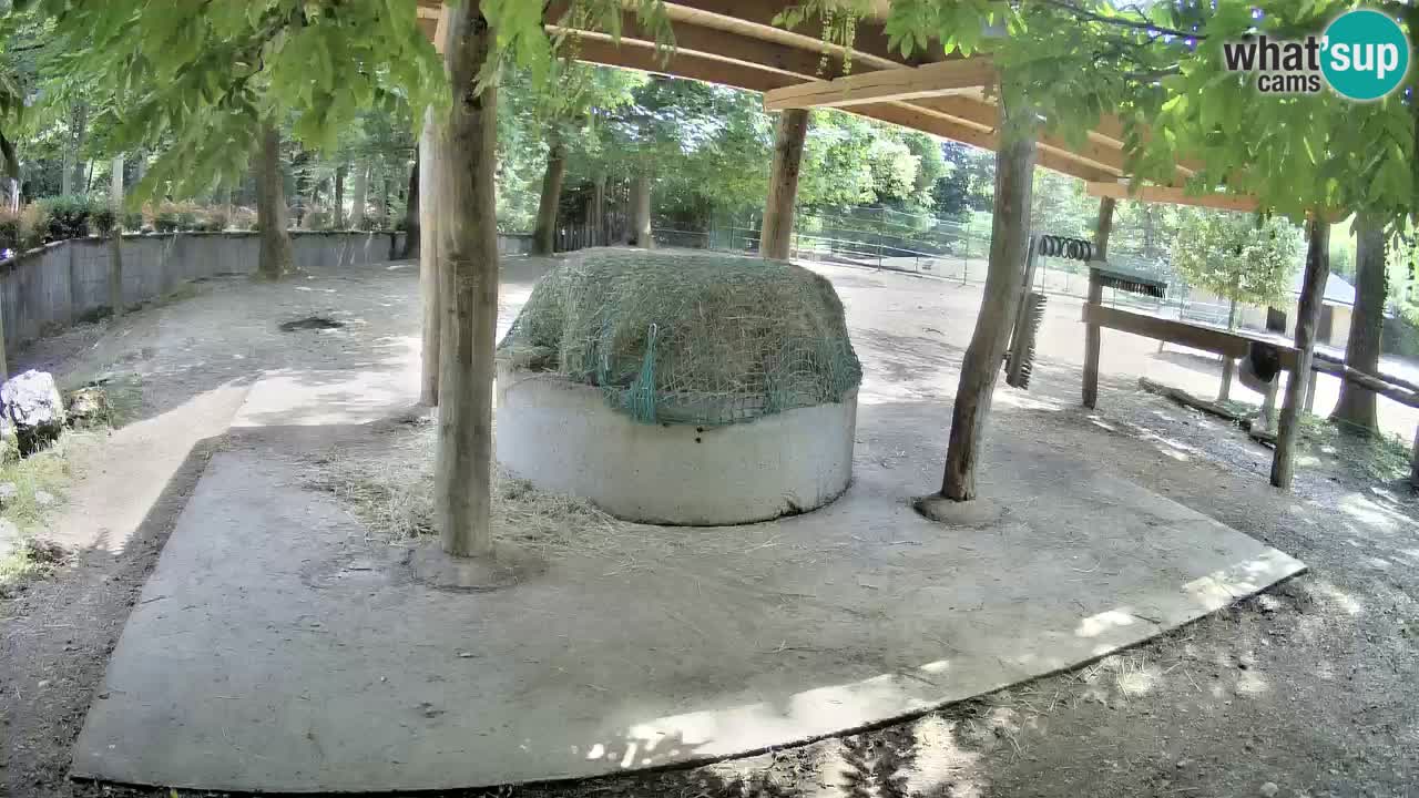 Camera en vivo Cebras in Ljubljana ZOO – Eslovenia