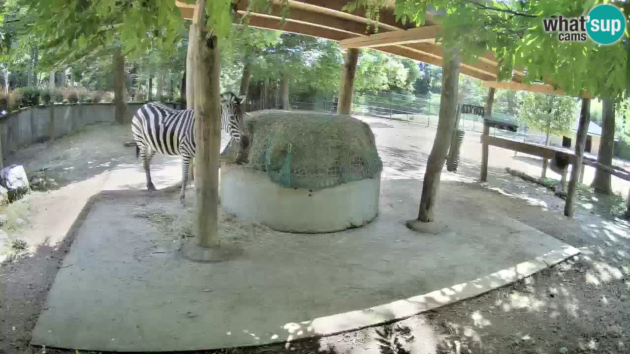 Camera en vivo Cebras in Ljubljana ZOO – Eslovenia