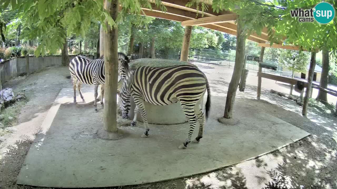 Live Webcam Zebras in Ljubljana ZOO – Slowenien