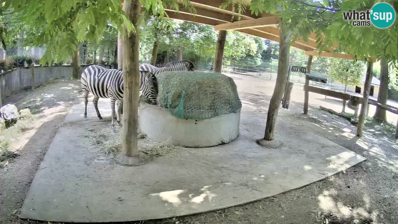 Live webcam Les zèbres in Ljubljana ZOO – Slovénie
