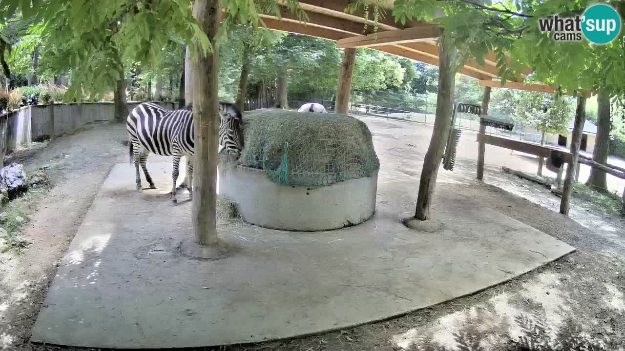 Live webcam Zebras in Ljubljana ZOO – Slovenia