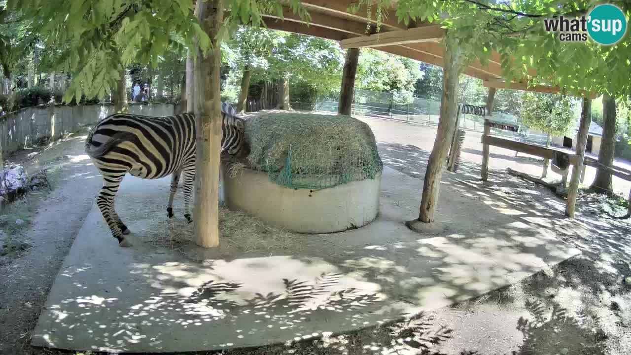 Live webcam Zebras in Ljubljana ZOO – Slovenia